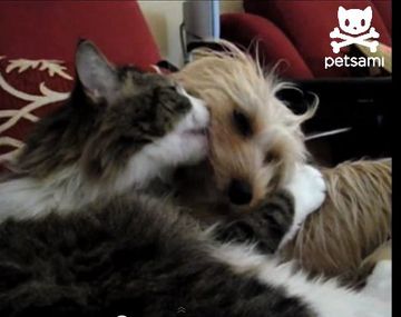Un perro y un gato que demuestran su amor a los besos