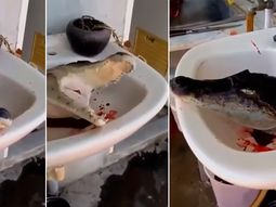 Un cocodrilo fue decapitado en Tailandia Un cocodrilo fue decapitado en Tailandia