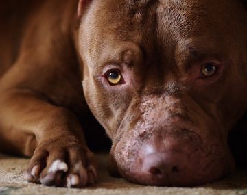 Un policía mató a un perro pitbull que lo atacó mientras perseguía a dos ladrones