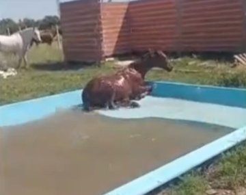 Indignación en Los Hornos: un caballo se les metió en la pileta y se la rompió toda