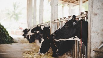 Uruguay es el segundo proveedor de productos lácteos de Brasil con un 34% del total. Uruguay es el segundo proveedor de productos lácteos de Brasil con un 34% del total.