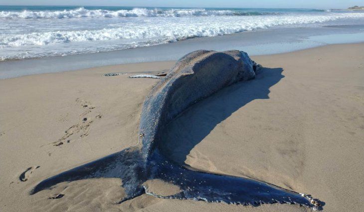 Foto: El Marplatense