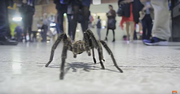 Llevó su tarántula al subte para hacerle una broma a los pasajeros