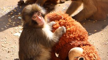 la emotiva historia de punch, el mono bebe abandonado que se aferra a un peluche la emotiva historia de punch, el mono bebe abandonado que se aferra a un peluche