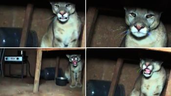 El animal estaba escondido debajo de una mesa El animal estaba escondido debajo de una mesa