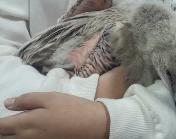 Inesperado hallazgo de una cría de flamenco en Córdoba