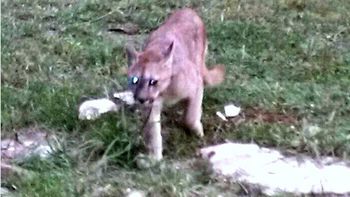 un puma suelto aterrorizo a vecinos del barrio la lonja en pilar un puma suelto aterrorizo a vecinos del barrio la lonja en pilar