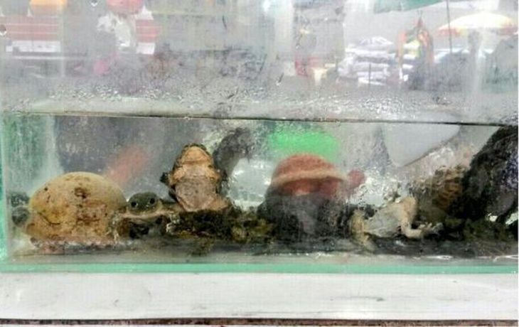 Insólita costumbre en Perú: se populariza el consumo de extracto de rana por el frío