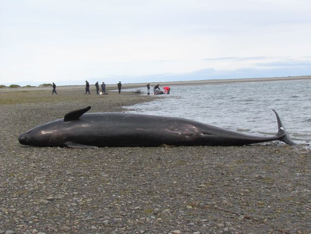 Aparecen 20 orcas muertas en el Estrecho de Magallanes