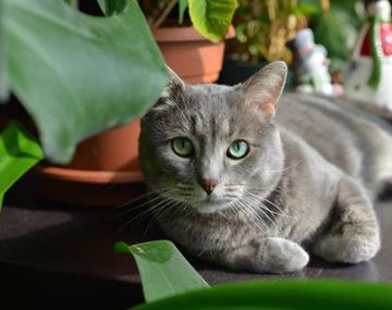 Revelador: los gatos reconocen su nombre y si no obedecen lo hacen a propósito 