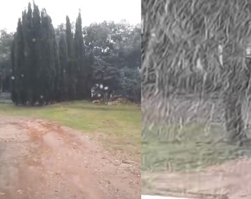 Los videos de la llegada de la nieve este miércoles a Buenos Aires: frío extremo y nevadas