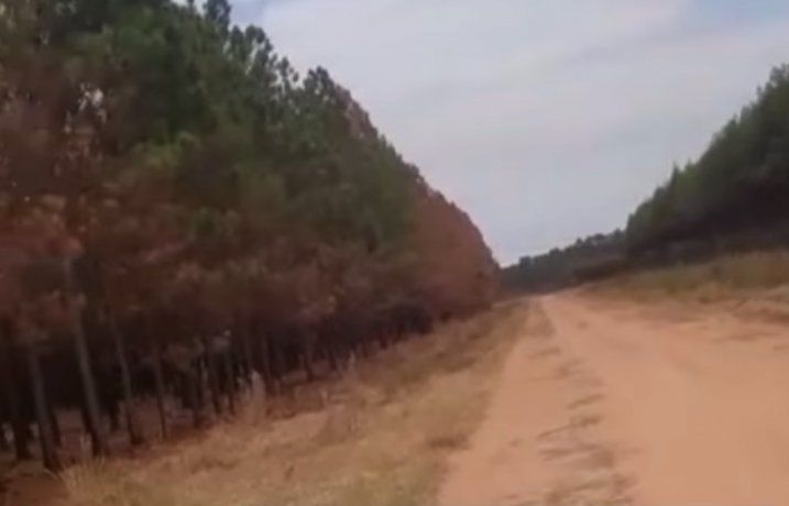Corrientes: el joven que quemó un bosque explicó qué pasó