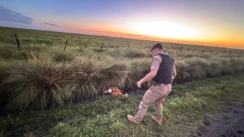 rescataron a un ejemplar de aguara guazu en cordoba rescataron a un ejemplar de aguara guazu en cordoba