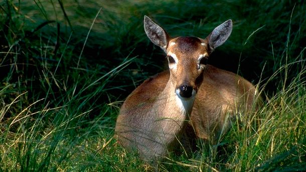 Trágico: un camión atropelló a un bambi que estaba a punto de dar a luz
