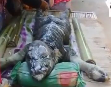 Aparición de un bufadrilo en Tailandia