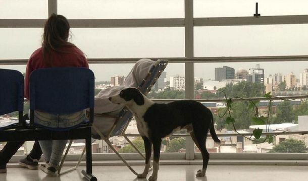 Conmovedor: un perro busca a su dueño fallecido en un hospital