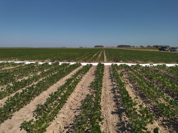 Los precios de la soja cotizan a la baja por la gran cantidad de oferta.