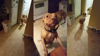 dos perros hacen lo imposible por desentenderse de la macana que hicieron dos perros hacen lo imposible por desentenderse de la macana que hicieron