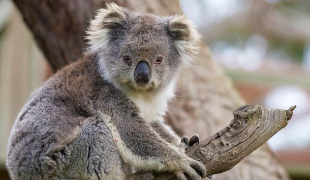 Australia: el koala fue declarado funcionalmente extinto