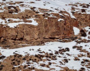 Viral: dónde está el leopardo de las nieves