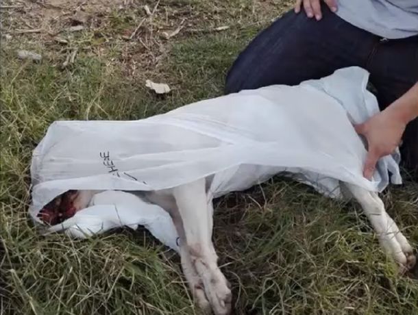 Mataron a golpes a un&nbsp;Bull terrier