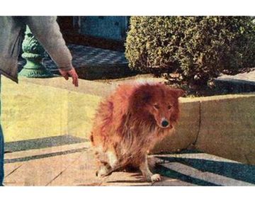 Murió el perro rosarino que vivió nueve años al lado de la tumba de su dueño