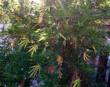 Encontraron una planta de marihuana de seis metros en un allanamiento