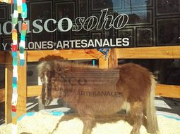 crueles: exhibieron un poni en una muebleria de palermo por el dia del nino crueles: exhibieron un poni en una muebleria de palermo por el dia del nino