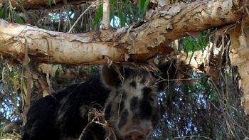 un cerdo salvaje se toma 18 latas de cerveza un cerdo salvaje se toma 18 latas de cerveza