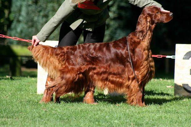 Denuncian que envenenaron a un perro en el concurso canino más importante del mundo