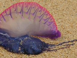 Una extraña criatura genera terror en las playas de España