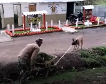 El perro solidario que ayudó a su dueño a mover una carretilla