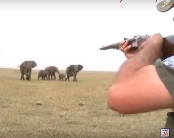 La reacción de los elefantes cuando cazadores matan a su líder