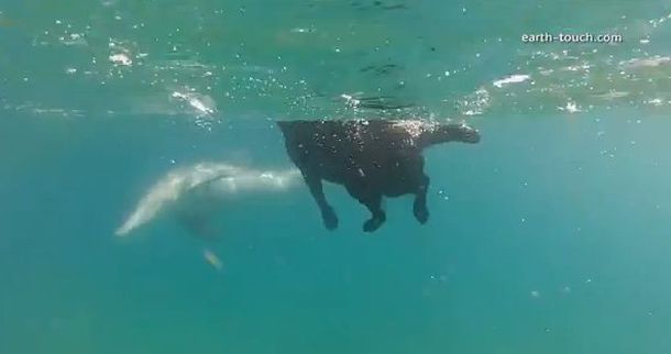 El perro que disfruta de nadar junto a sus amigos, los delfines