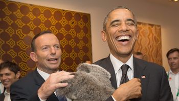 los koalas se metieron en la cumbre del g20 en australia los koalas se metieron en la cumbre del g20 en australia