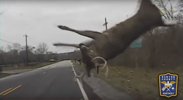 VIDEO: Un ciervo cruza una ruta, un auto lo choca y sale volando
