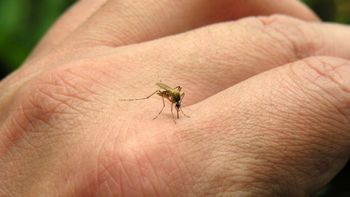 descubren un hongo que elimina al mosquito transmisor de la fiebre chikungunya descubren un hongo que elimina al mosquito transmisor de la fiebre chikungunya