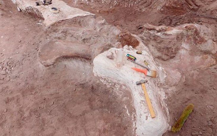 Hallaron restos de un dinosaurio que vivió hace 95 millones de años