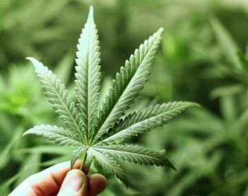Llamó a la policía porque su padre le quemó sus plantas de marihuana