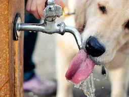 ¿como evitas que tu mascota sufra un golpe de calor? ¿como evitas que tu mascota sufra un golpe de calor?