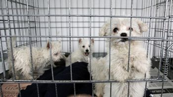 polemica: reclaman que se prohiba la venta de mascotas por internet polemica: reclaman que se prohiba la venta de mascotas por internet