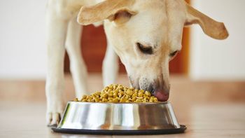 Sabroso para los perros pero poco sano para los humanos Sabroso para los perros pero poco sano para los humanos