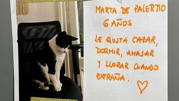 La gata de Palermo que se hizo viral por vincular a vecinos a través de un Whatsapp analógico