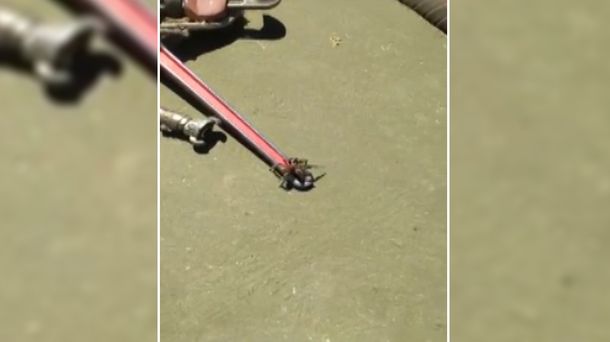 Un trabajador petrolero filmó un video en el que se ve cómo un tarántula escapaba con una lagartija.