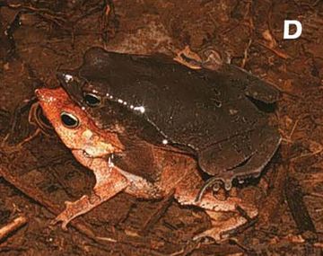 Un sapo practica la necrofilia para preservar la especie