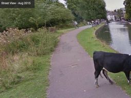 google street view le borro la cara a una vaca para proteger su privacidad google street view le borro la cara a una vaca para proteger su privacidad