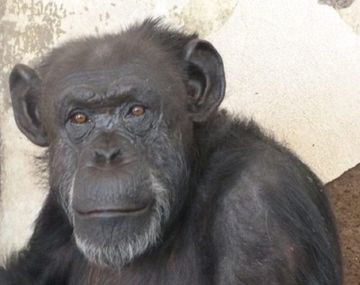 La chimpancé Cecilia está en el Zoológico de Mendoza y será trasladada a un santuario en Brasil - Crédito: www.publico.es