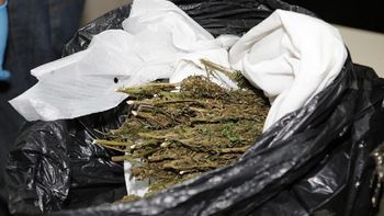 legalizan en mexico el cultivo y consumo de marihuana con fines ludicos legalizan en mexico el cultivo y consumo de marihuana con fines ludicos