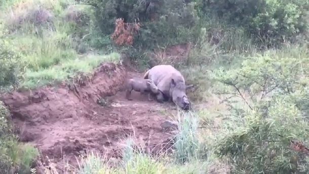 La cría quedó sola con el cadáver de su madre