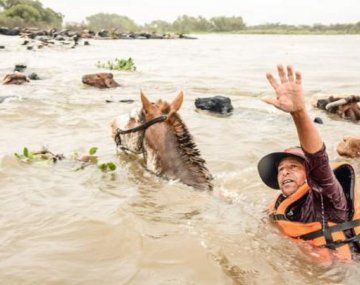 Impresionante crecida del río Paraná: así intentan salvar al ganado